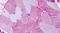 Frizzled Class Receptor 6 antibody, PA5-33545, Invitrogen Antibodies, Immunohistochemistry frozen image 