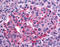 Somatostatin Receptor 1 antibody, TA341039, Origene, Immunohistochemistry frozen image 