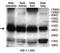 Annexin A8 Like 1 antibody, MBS416536, MyBioSource, Western Blot image 