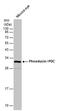 Phosducin antibody, PA5-78415, Invitrogen Antibodies, Western Blot image 