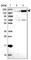 SIK Family Kinase 3 antibody, HPA048161, Atlas Antibodies, Western Blot image 