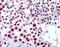 Cyclin H antibody, 51-897, ProSci, Immunohistochemistry frozen image 