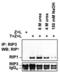 Receptor Interacting Serine/Threonine Kinase 3 antibody, 2283, QED Bioscience, Immunoprecipitation image 