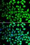 COP9 Signalosome Subunit 6 antibody, PA5-77120, Invitrogen Antibodies, Immunofluorescence image 