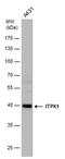 Inositol-tetrakisphosphate 1-kinase antibody, PA5-78029, Invitrogen Antibodies, Western Blot image 