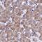 OCIA Domain Containing 2 antibody, NBP1-82682, Novus Biologicals, Immunohistochemistry paraffin image 