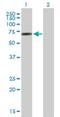 Erythroid Differentiation Regulatory Factor 1 antibody, H00026098-B01P, Novus Biologicals, Western Blot image 