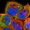 Interleukin 1 Receptor Antagonist antibody, NBP1-81616, Novus Biologicals, Immunocytochemistry image 