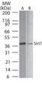 Sirtuin 7 antibody, PA1-41029, Invitrogen Antibodies, Western Blot image 