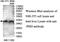 Phosphatidylserine Decarboxylase antibody, MBS416149, MyBioSource, Western Blot image 