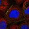 SH3KBP1 Binding Protein 1 antibody, NBP1-87252, Novus Biologicals, Immunofluorescence image 