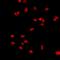 PMS1 Homolog 2, Mismatch Repair System Component antibody, orb412515, Biorbyt, Immunofluorescence image 