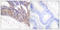 Linker For Activation Of T Cells antibody, LS-C199190, Lifespan Biosciences, Immunohistochemistry frozen image 