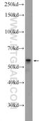 Glycerophosphodiester Phosphodiesterase Domain Containing 5 antibody, 25703-1-AP, Proteintech Group, Western Blot image 