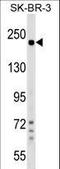 Shroom Family Member 2 antibody, LS-C158967, Lifespan Biosciences, Western Blot image 