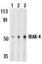 Interleukin 1 Receptor Associated Kinase 4 antibody, MBS151320, MyBioSource, Western Blot image 