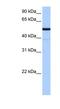 Butyrophilin Like 8 antibody, NBP1-70424, Novus Biologicals, Western Blot image 