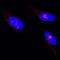 Jun Proto-Oncogene, AP-1 Transcription Factor Subunit antibody, MAB2670, R&D Systems, Immunocytochemistry image 