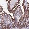 NADH:Ubiquinone Oxidoreductase Subunit A5 antibody, HPA043175, Atlas Antibodies, Immunohistochemistry frozen image 
