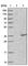 TRNA-Histidine Guanylyltransferase 1 Like antibody, HPA035878, Atlas Antibodies, Western Blot image 