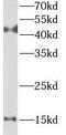 Regenerating Family Member 3 Alpha antibody, FNab09961, FineTest, Western Blot image 