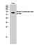 Keratin 2 antibody, STJ90157, St John