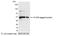 His tag antibody, 18814, QED Bioscience, Western Blot image 