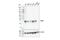 Nicotinamide N-Methyltransferase antibody, 24912S, Cell Signaling Technology, Western Blot image 