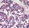 Large Tumor Suppressor Kinase 1 antibody, LS-C98952, Lifespan Biosciences, Immunohistochemistry paraffin image 