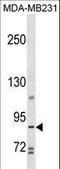 Trophinin Associated Protein antibody, LS-C156977, Lifespan Biosciences, Western Blot image 