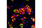 Lipin 1 antibody, 5195T, Cell Signaling Technology, Immunofluorescence image 