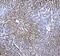 Regucalcin antibody, A05900-1, Boster Biological Technology, Immunohistochemistry paraffin image 