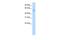 NGFI-A Binding Protein 1 antibody, PA5-40476, Invitrogen Antibodies, Western Blot image 