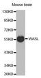 WASP Like Actin Nucleation Promoting Factor antibody, abx127083, Abbexa, Western Blot image 