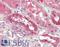 Phosphodiesterase 1A antibody, LS-B9214, Lifespan Biosciences, Immunohistochemistry paraffin image 