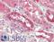 Calcium/calmodulin-dependent 3 ,5 -cyclic nucleotide phosphodiesterase 1A antibody, LS-B9214, Lifespan Biosciences, Immunohistochemistry paraffin image 