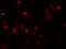 Lymphocyte Antigen 9 antibody, 6251, ProSci, Immunofluorescence image 