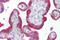 Keratin 23 antibody, 26-235, ProSci, Immunohistochemistry paraffin image 