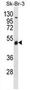 WD Repeat Domain 34 antibody, AP54540PU-N, Origene, Western Blot image 