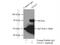 Autophagy Related 13 antibody, 18258-1-AP, Proteintech Group, Immunoprecipitation image 