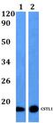 Cystatin Like 1 antibody, PA5-75879, Invitrogen Antibodies, Western Blot image 