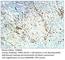 Translocase Of Outer Mitochondrial Membrane 5 antibody, TOM5-501AP, FabGennix, Immunohistochemistry paraffin image 