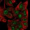 Zinc Finger Protein 517 antibody, HPA055337, Atlas Antibodies, Immunocytochemistry image 