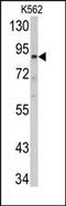 ATP Binding Cassette Subfamily B Member 5 antibody, AP13085PU-N, Origene, Western Blot image 