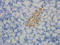 Triggering Receptor Expressed On Myeloid Cells 2 antibody, orb7115, Biorbyt, Immunohistochemistry paraffin image 