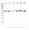 Solute Carrier Family 12 Member 5 antibody, A04629-1, Boster Biological Technology, Western Blot image 