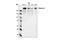 Filamin A antibody, 4762S, Cell Signaling Technology, Western Blot image 