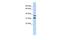 Zinc Finger Protein 254 antibody, PA5-41111, Invitrogen Antibodies, Western Blot image 