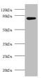 AFG3 Like Matrix AAA Peptidase Subunit 2 antibody, A51605-100, Epigentek, Western Blot image 