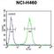 Basic Helix-Loop-Helix Family Member E41 antibody, abx032604, Abbexa, Western Blot image 